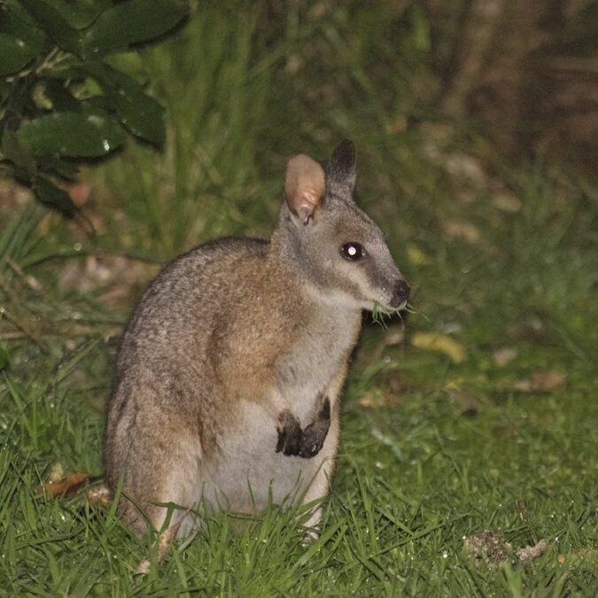 Wallaby.-wildlife-you-are-likely-to-see-at-night-1080x675